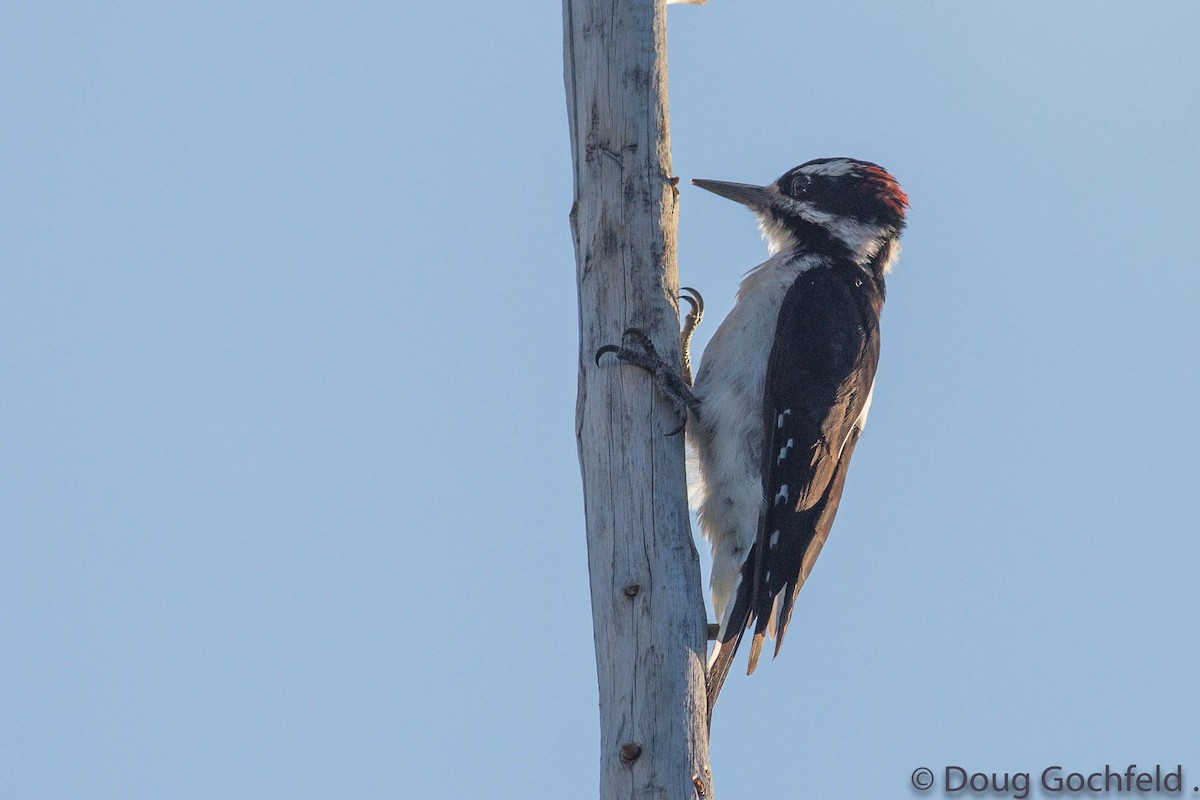 Hairy Woodpecker (Rocky Mts.) - Doug Gochfeld