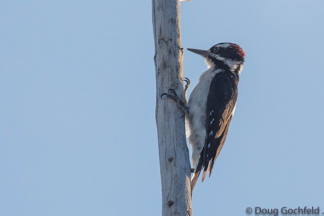 Hairy Woodpecker (Rocky Mts.)