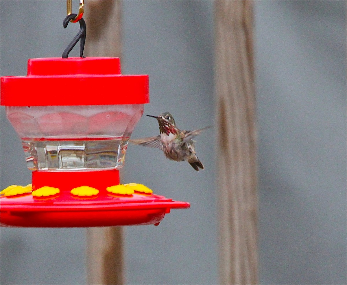 Calliope Hummingbird - ML67504291