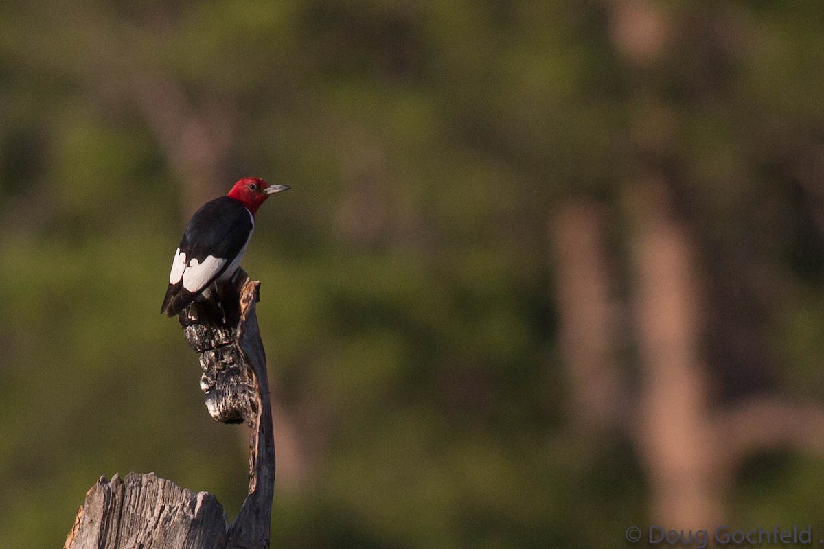 Red-headed Woodpecker - Doug Gochfeld