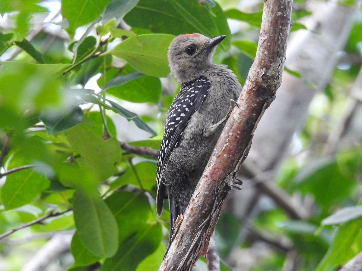 Yucatan Woodpecker - Pam Rasmussen