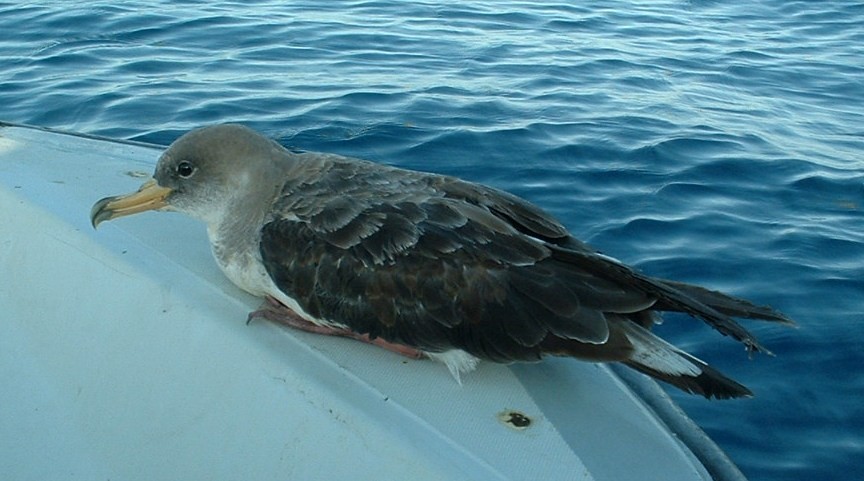 Cory's Shearwater - Andrew Dobson