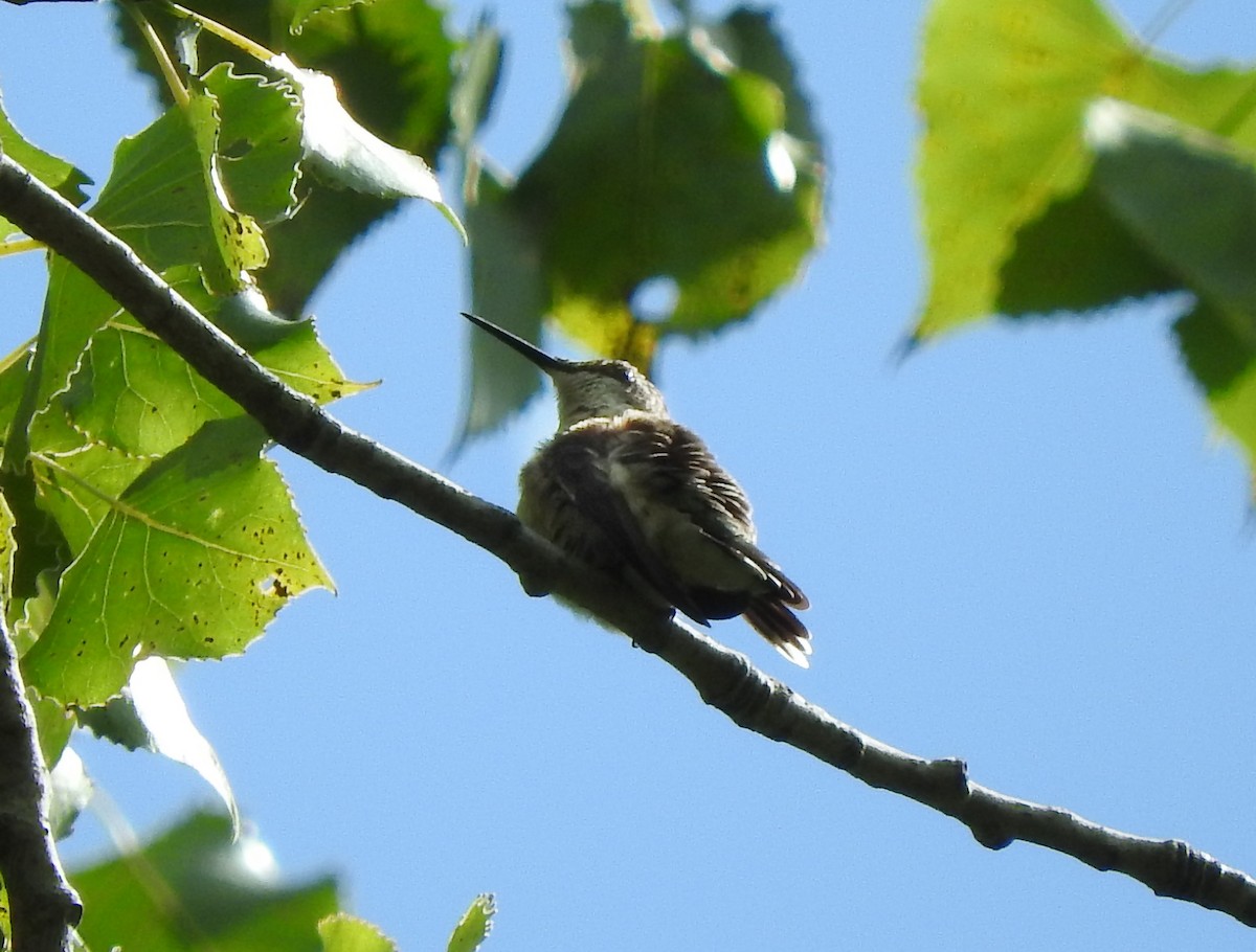Ruby-throated Hummingbird - Cristina Hartshorn