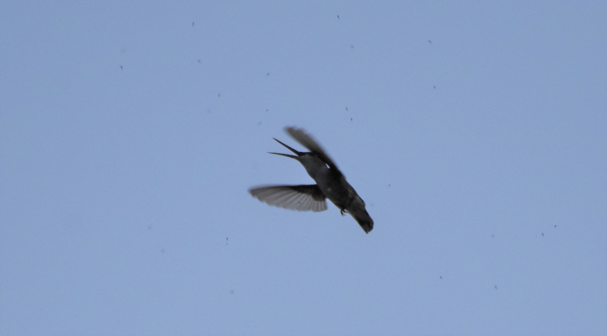 Black-chinned Hummingbird - ML67519181