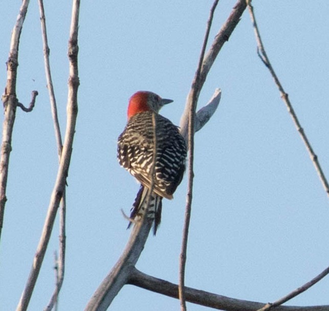 Red-bellied Woodpecker - ML67521151