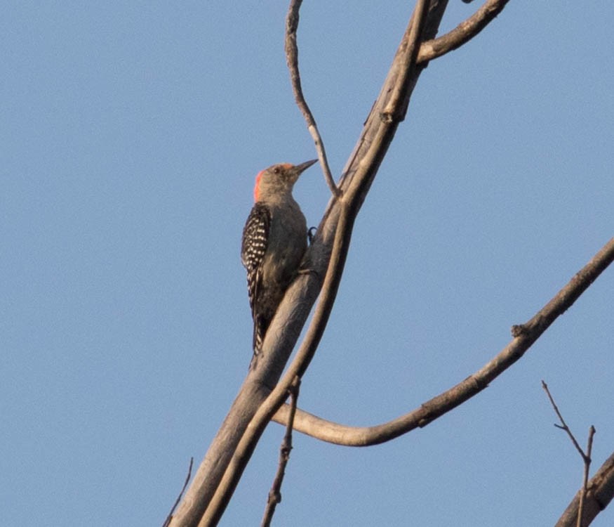 Red-bellied Woodpecker - ML67521231