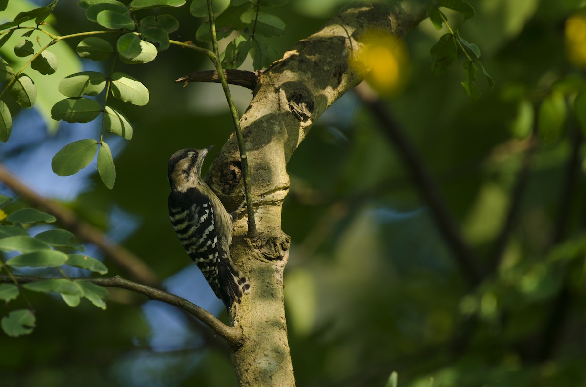 Gray-capped Pygmy Woodpecker - Sutirtha Lahiri