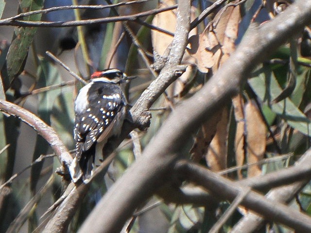 Downy Woodpecker (Pacific) - Anonymous