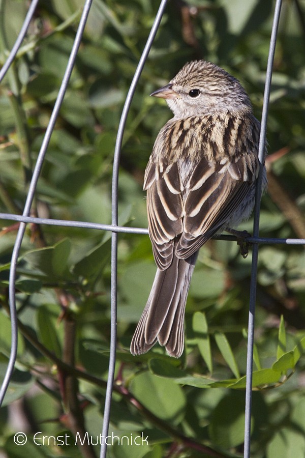 Chipping Sparrow - ML67530381