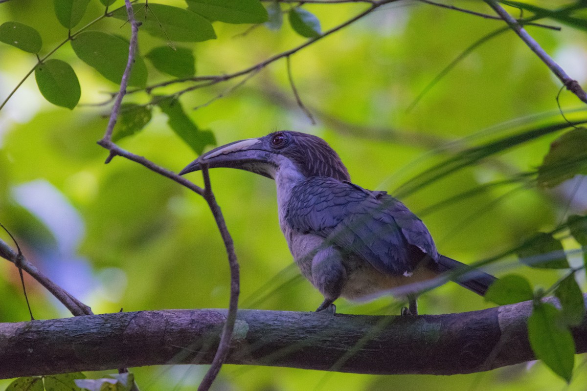 Sri Lanka Gray Hornbill - ML67530771