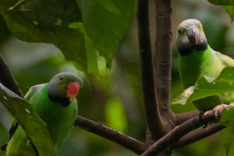 Папужець зеленошиїй - ML67530891