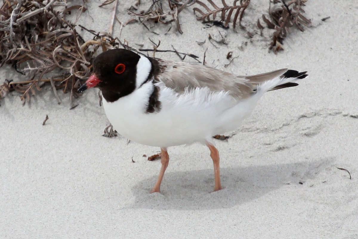 Hooded Plover - Ray Turnbull