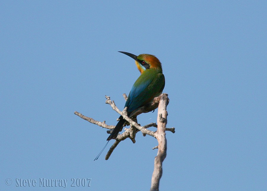 Rainbow Bee-eater - Stephen Murray