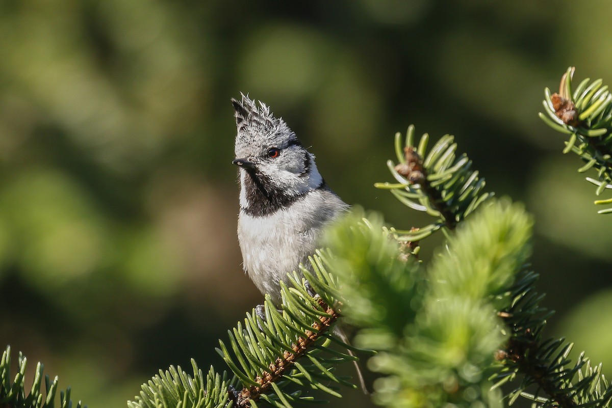 Crested Tit - James Kennerley