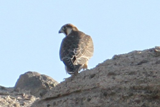 Peregrine Falcon (Barbary) - ML67537141