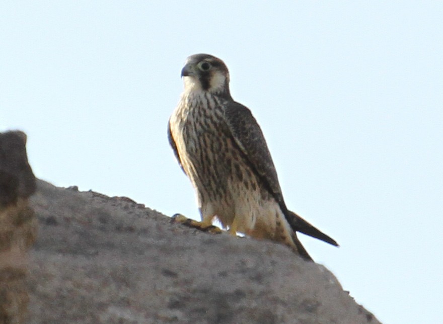 Peregrine Falcon (Barbary) - ML67537151