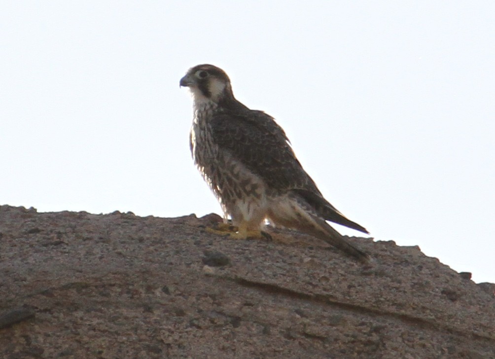 Peregrine Falcon (Barbary) - ML67537161