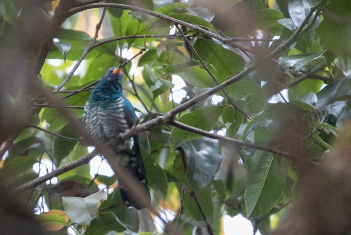 Asian Emerald Cuckoo - ML67539711