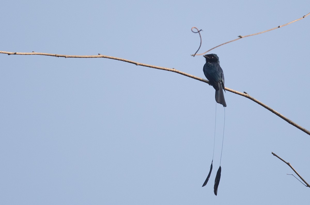 Lesser Racket-tailed Drongo - ML67540691