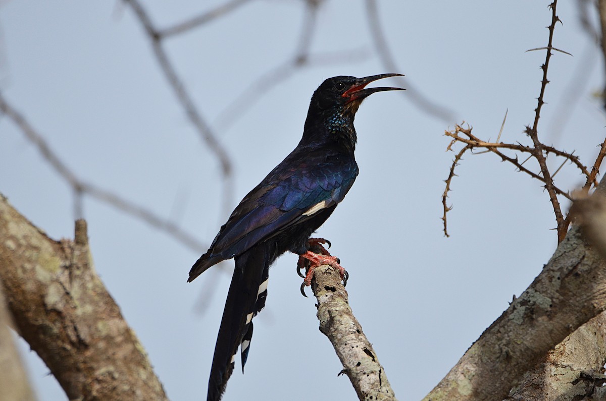 Violet Woodhoopoe - Phoeniculus damarensis - Birds of the World