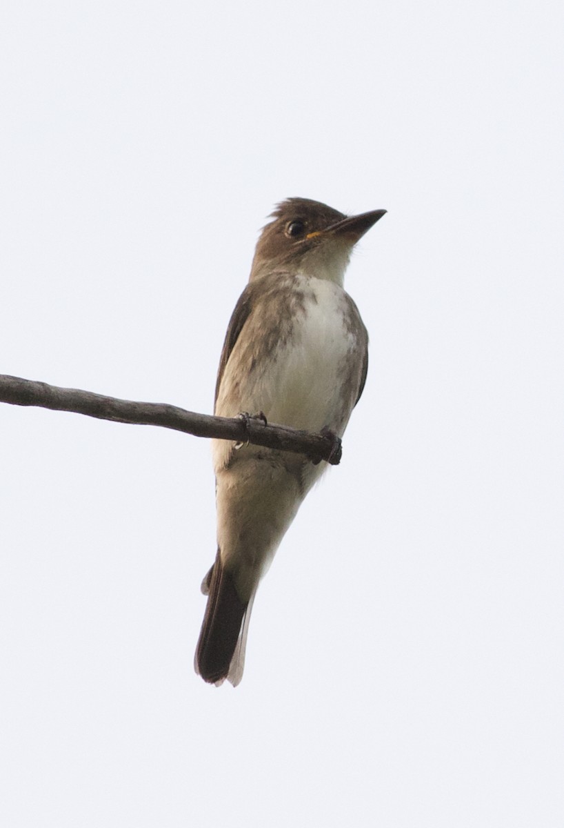 Olive-sided Flycatcher - Iain Fleming