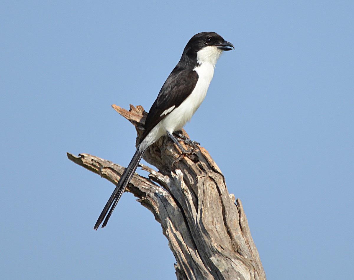 Long-tailed Fiscal - ML67543281