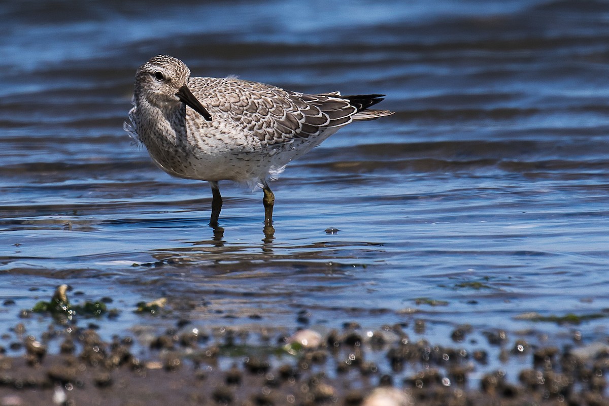 Red Knot - Chris S. Wood