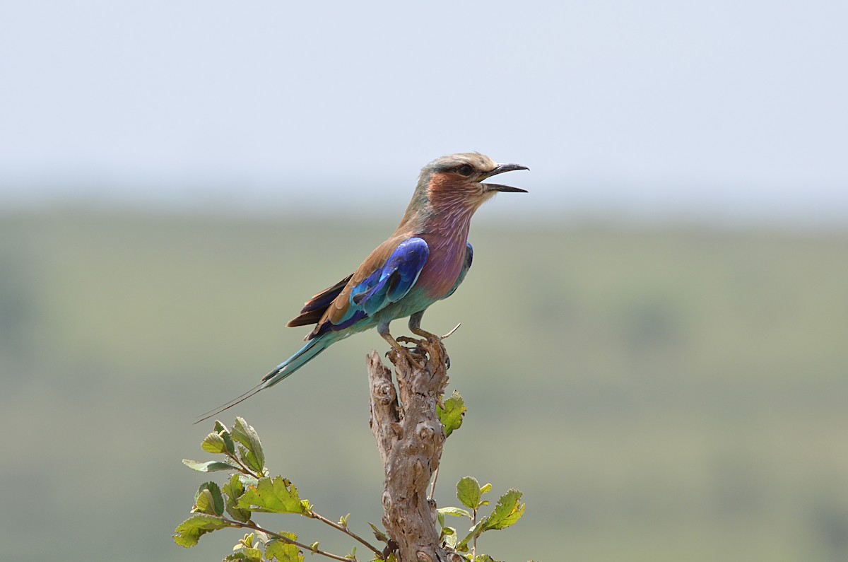 Lilac-breasted Roller - ML67543781