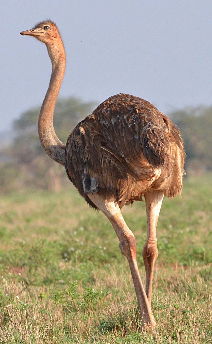 Common Ostrich - ML67544011