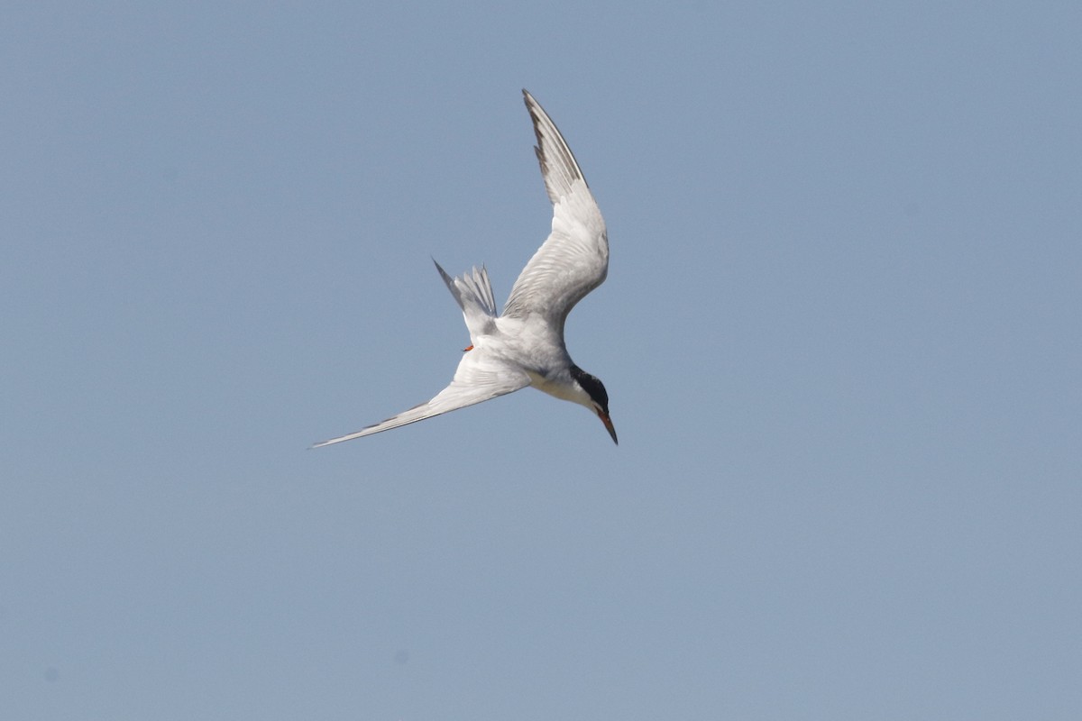 Common Tern - Keith D Kamper