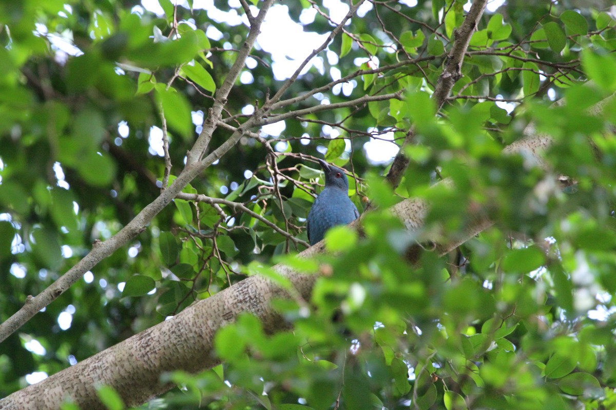 Asian Fairy-bluebird - ML67548471