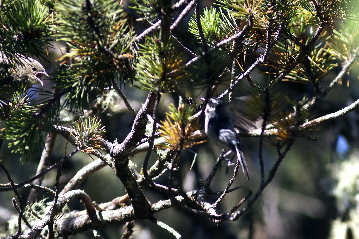 Black-throated Gray Warbler - Richard Bunn