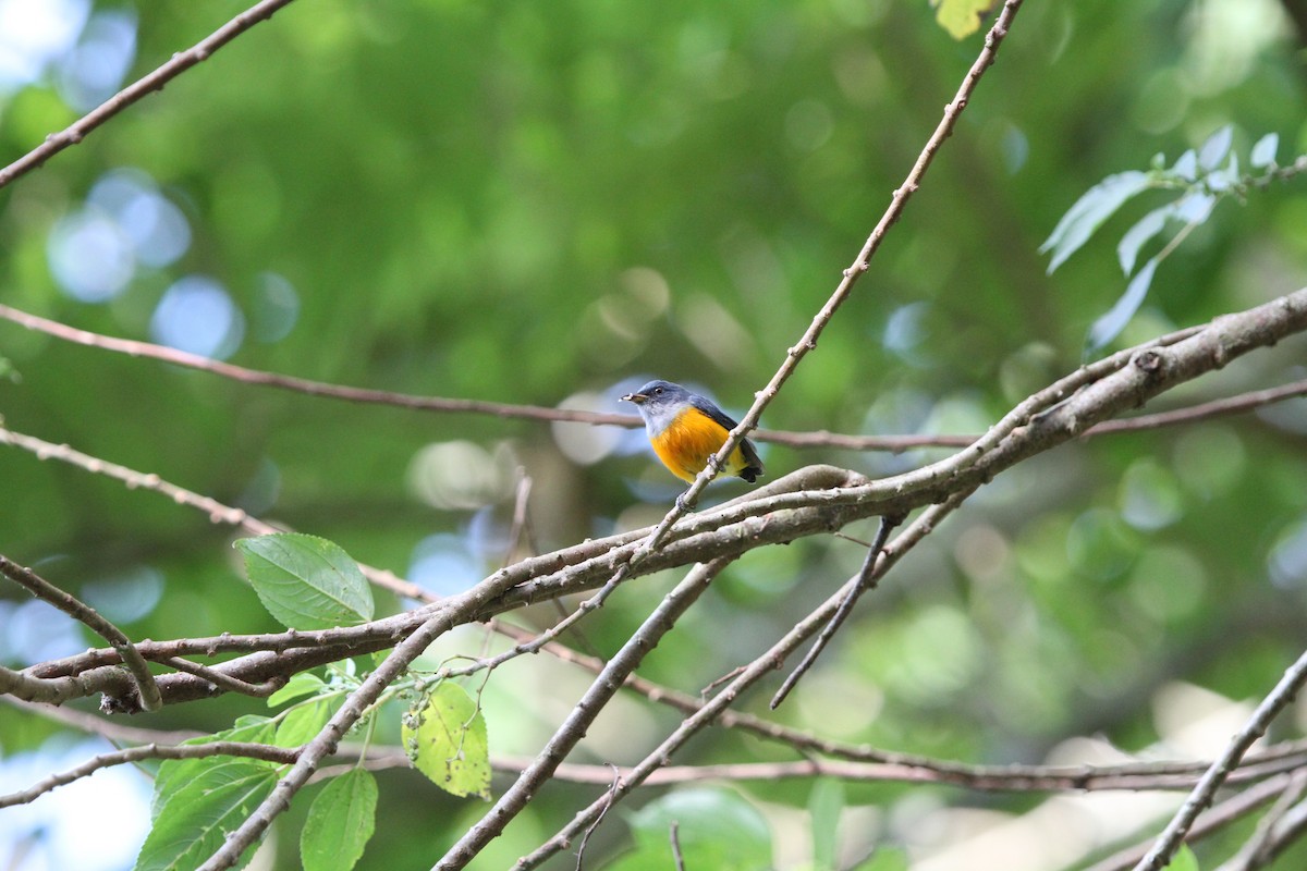 Orange-bellied Flowerpecker - Koji ICHIYAMA
