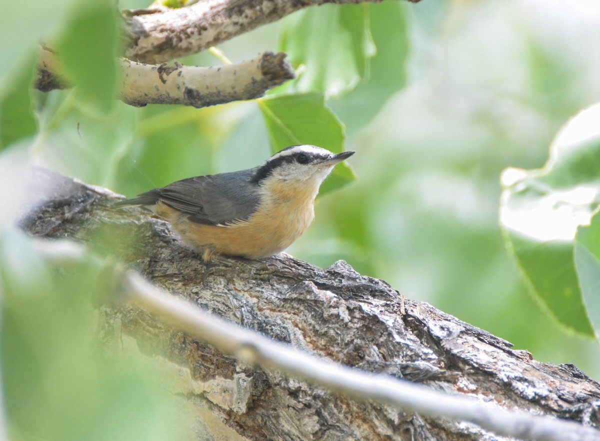 Red-breasted Nuthatch - Ryan Andrews