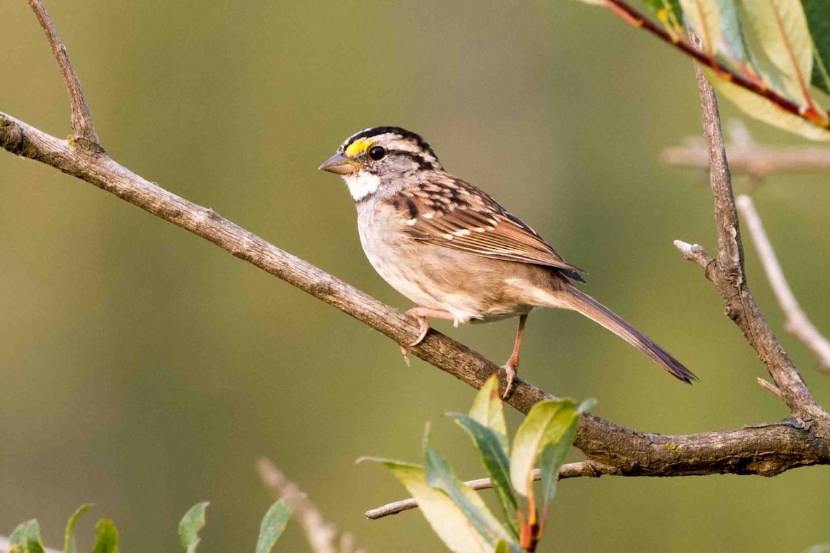 White-throated Sparrow - Chris Rees