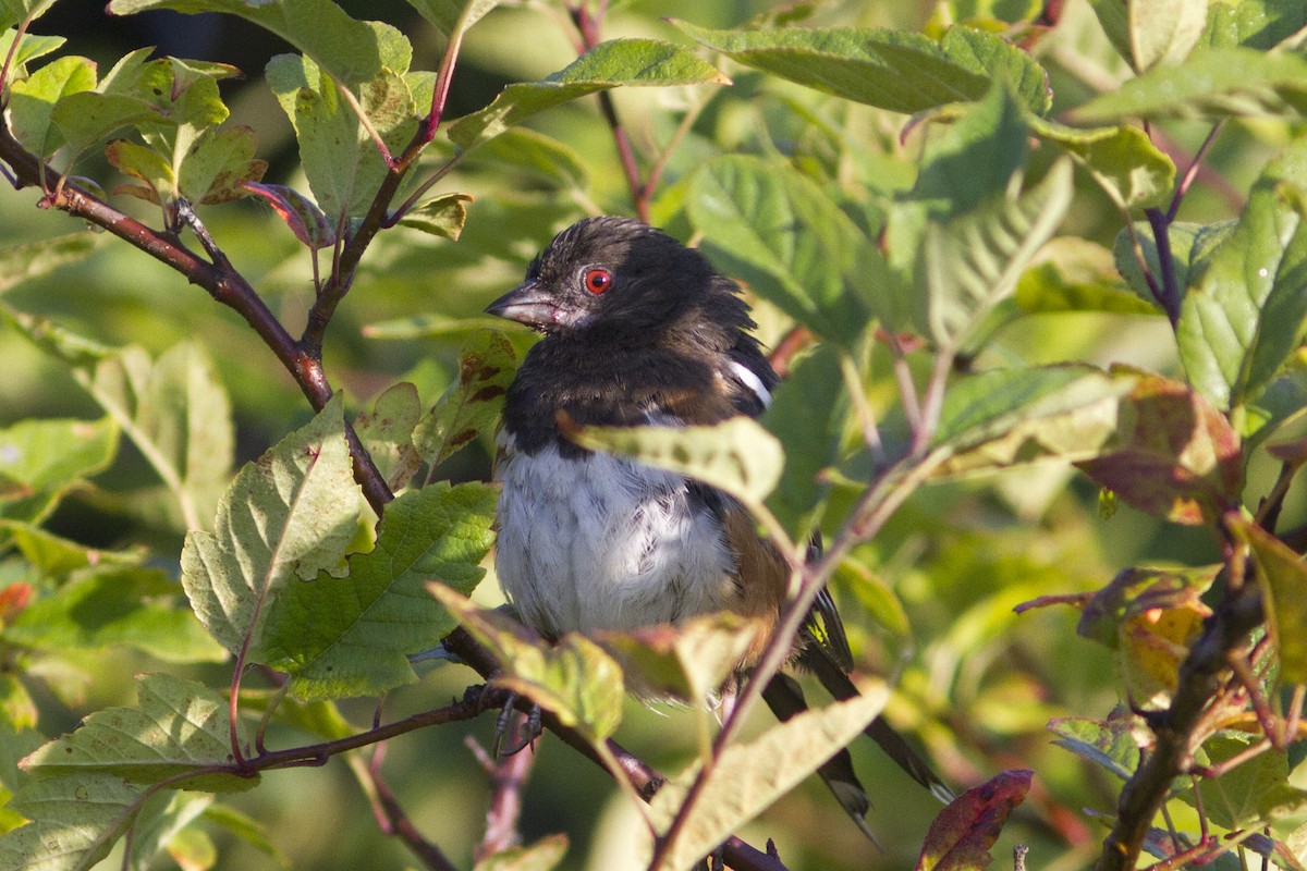 Spotted Towhee - ML67553881