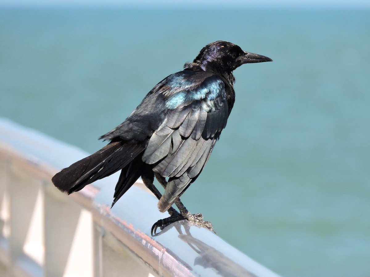 Boat-tailed Grackle - ML67556561