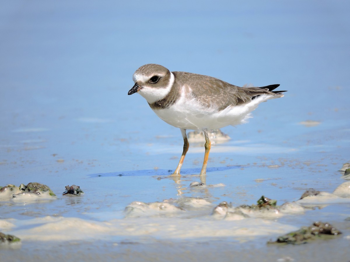 Semipalmated Plover - ML67557561