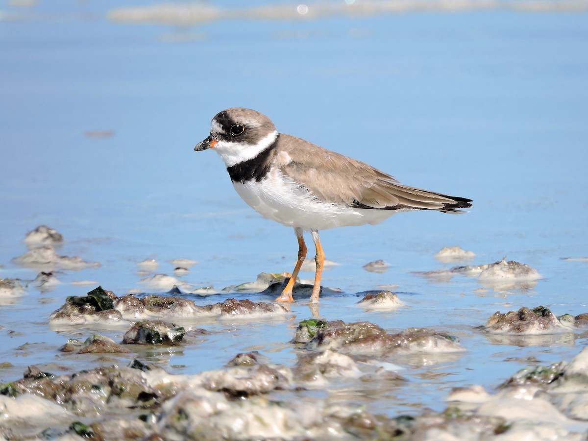 Semipalmated Plover - ML67557601