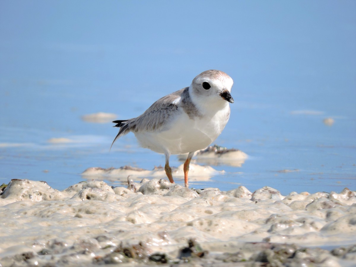 Piping Plover - ML67557741