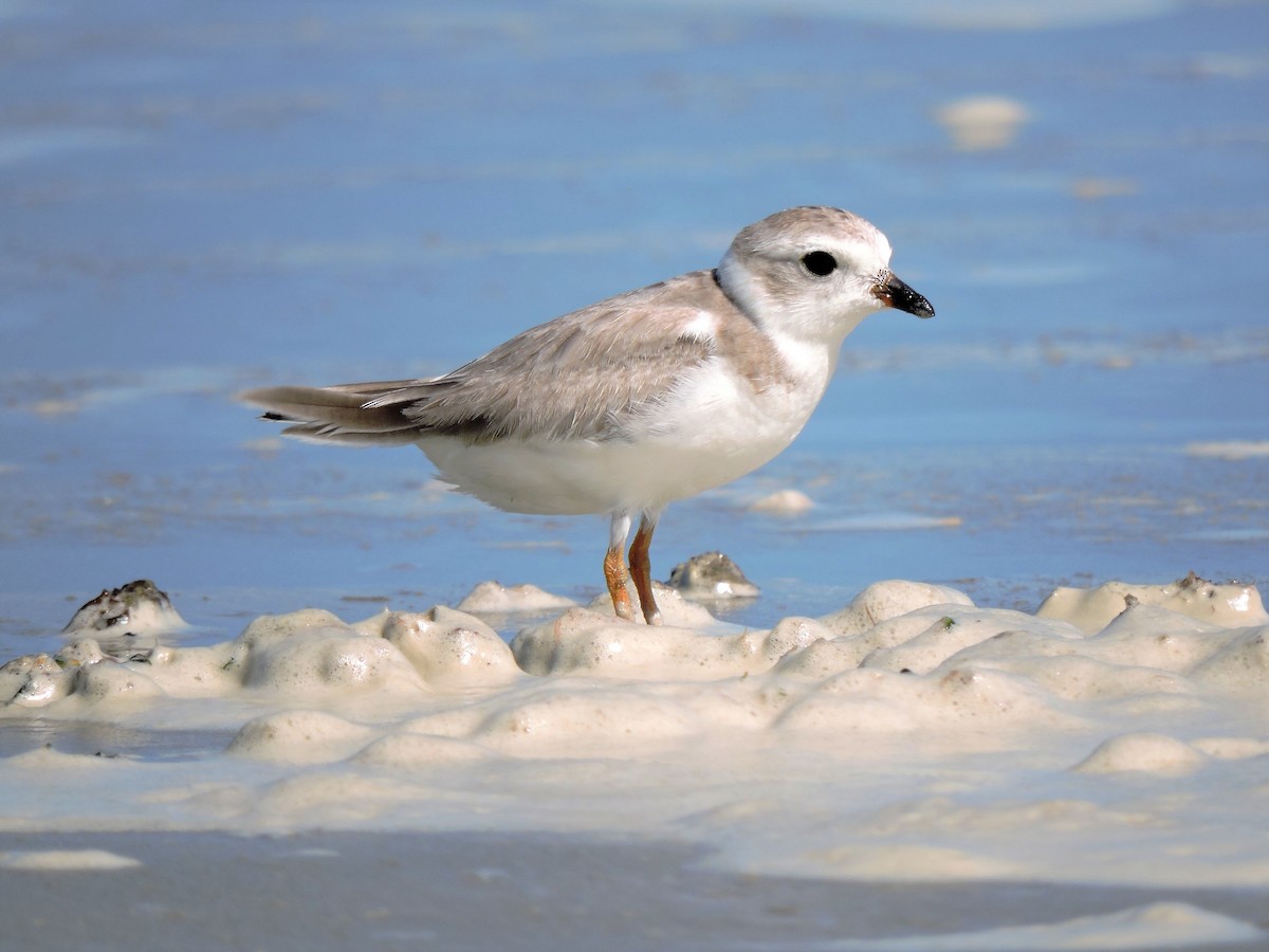 Piping Plover - ML67557771