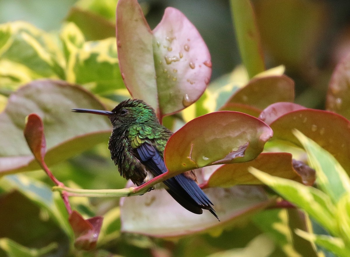 Copper-rumped Hummingbird - Margareta Wieser