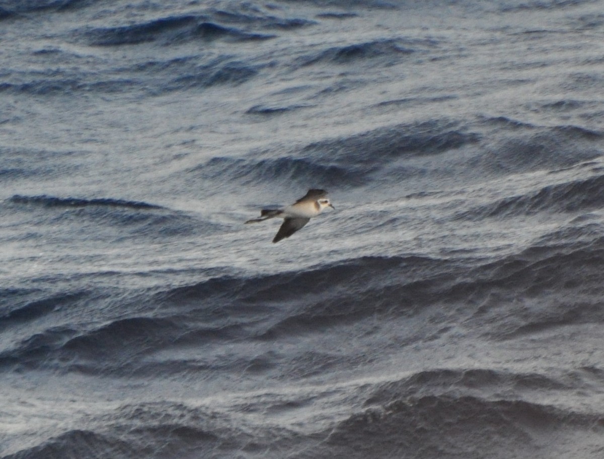 White-faced Storm-Petrel - Tim Healy