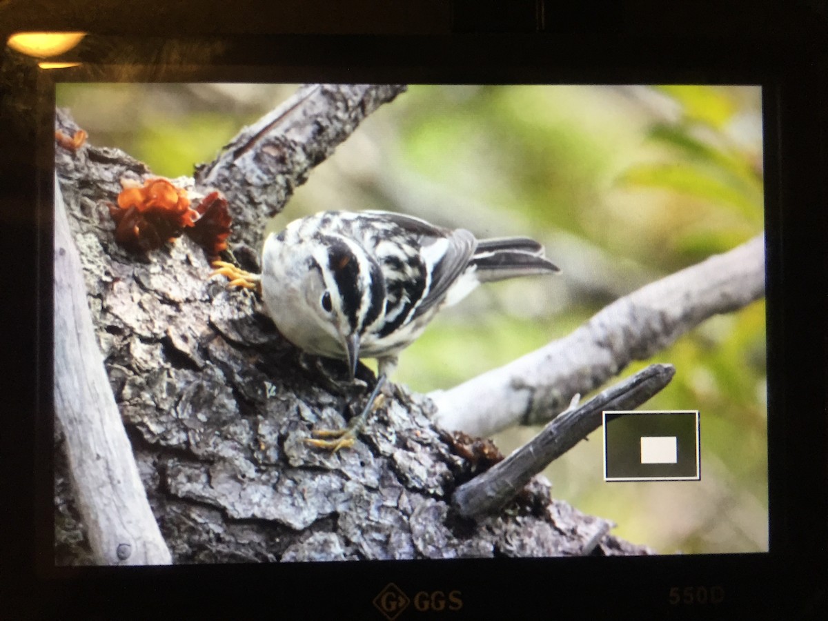 Black-and-white Warbler - ML67564741