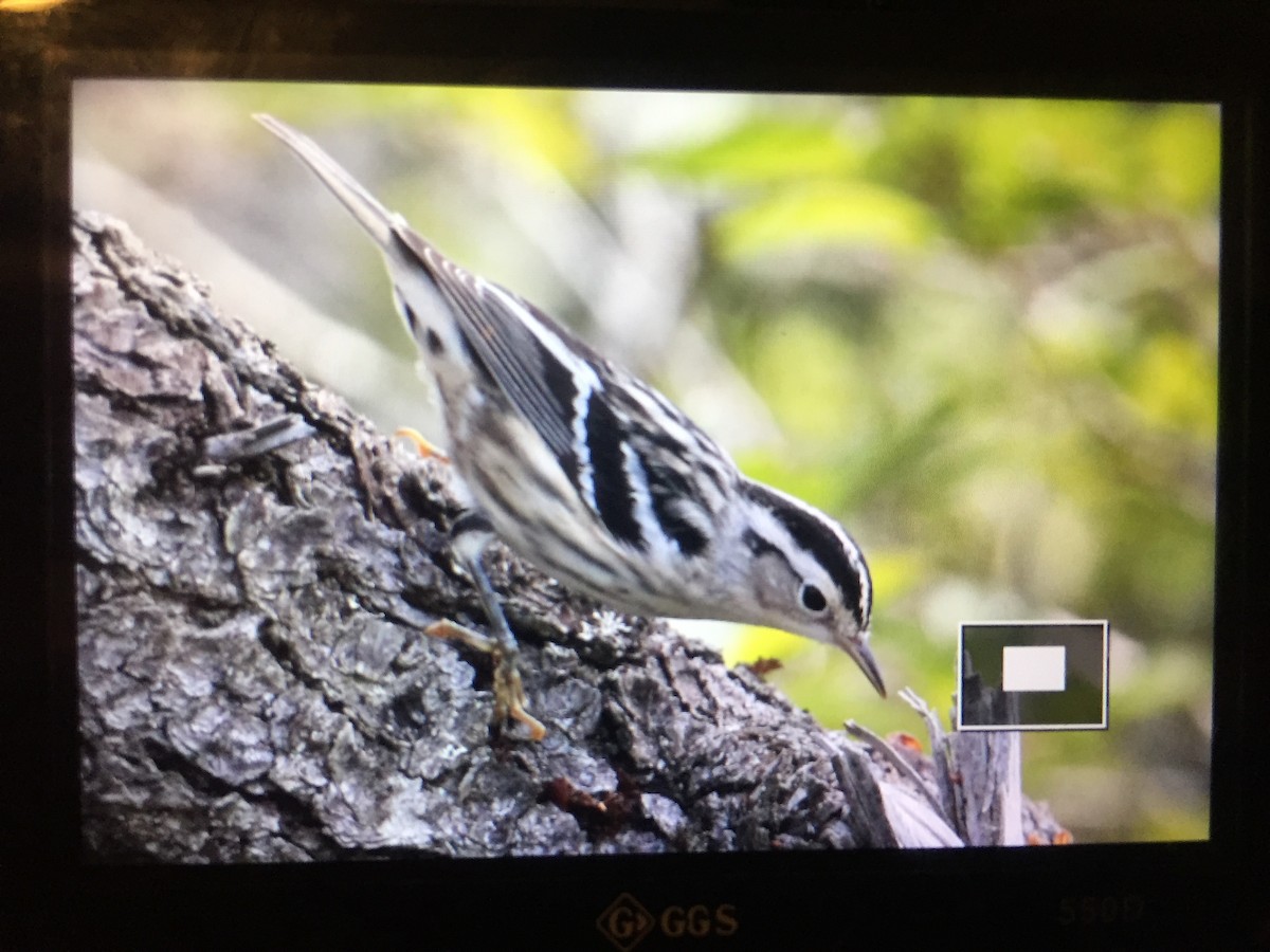 Black-and-white Warbler - ML67564751