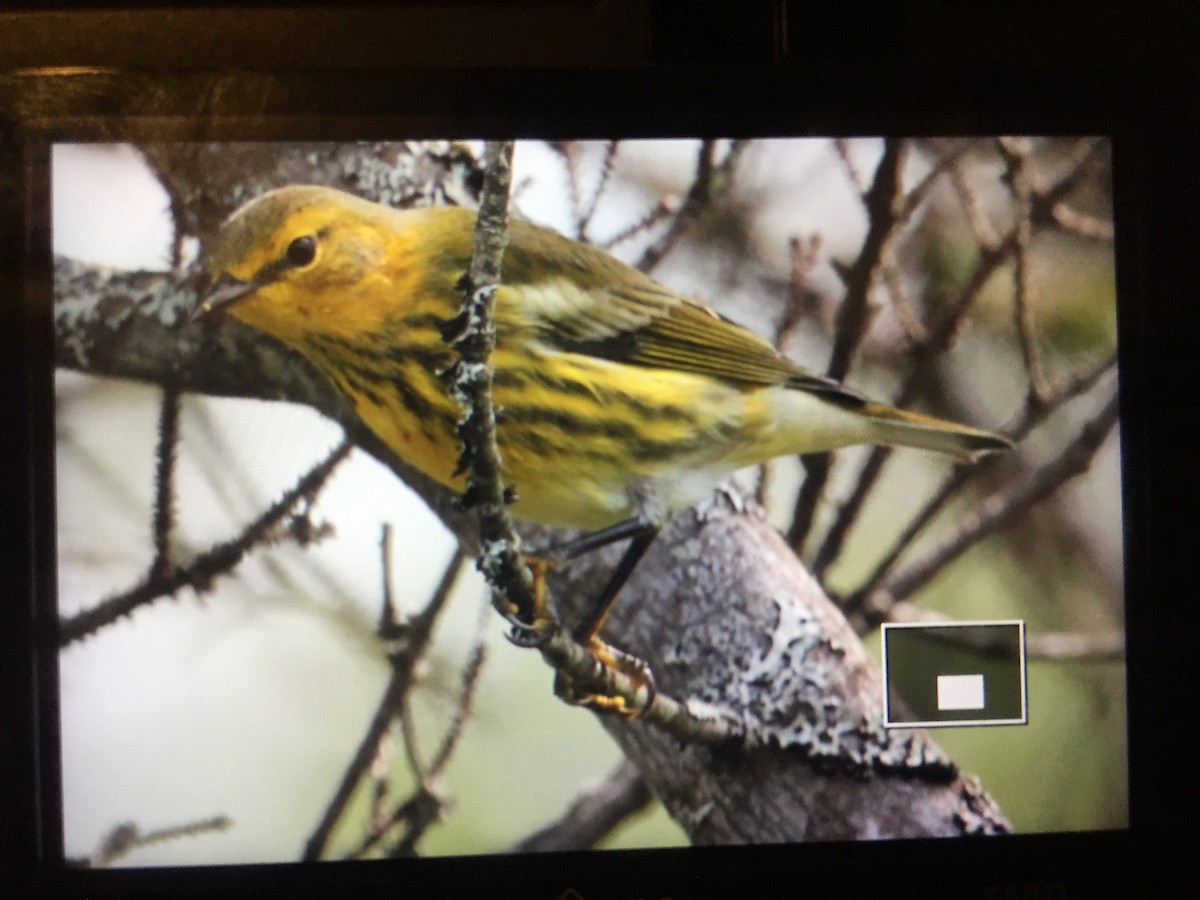 Cape May Warbler - ML67564761
