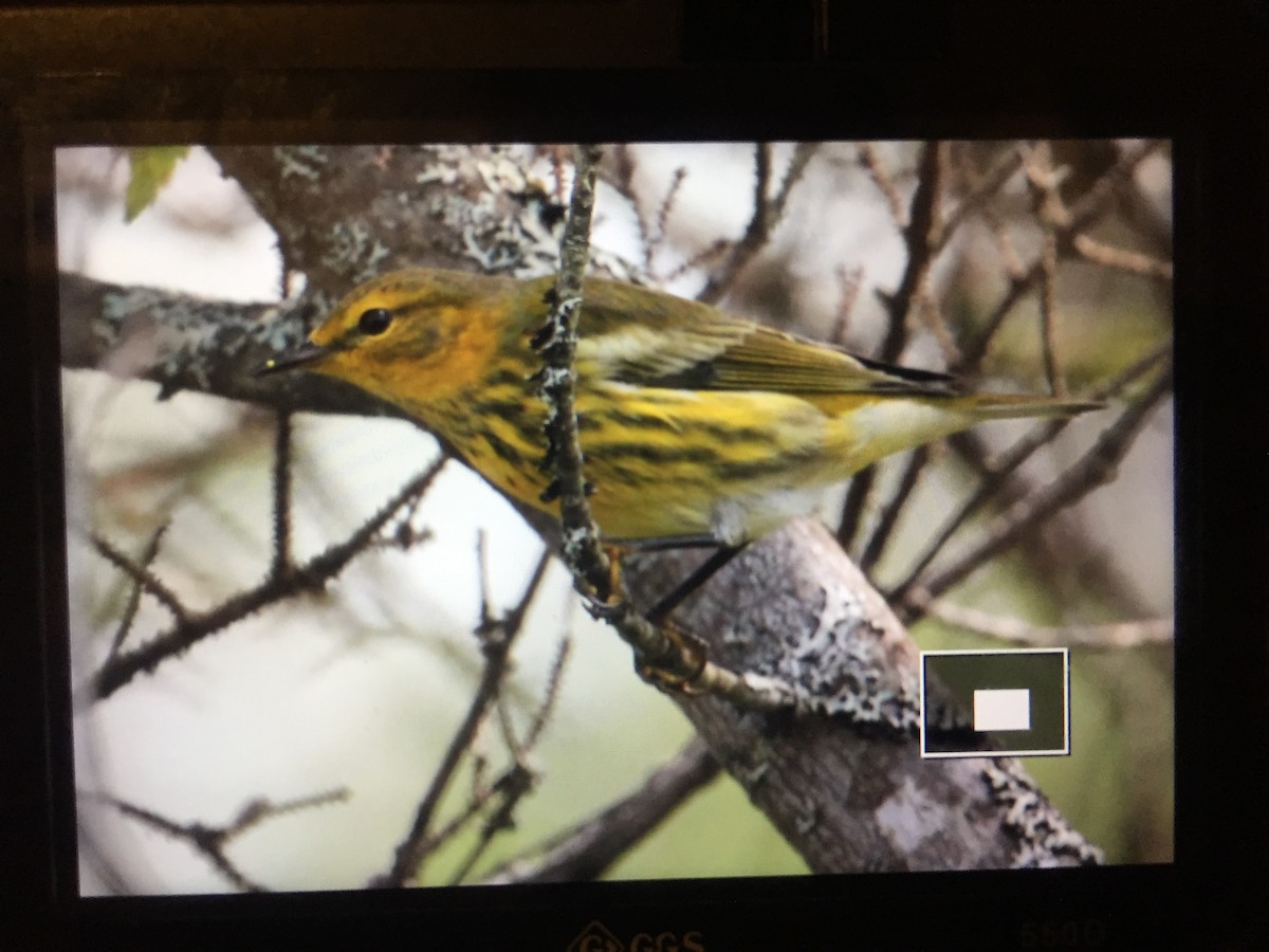 Cape May Warbler - Graham Williams