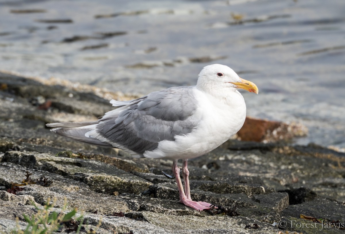 Glaucous-winged Gull - Forest Botial-Jarvis