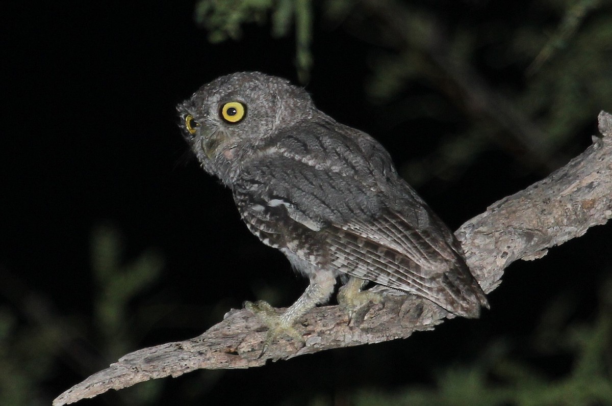 Western Screech-Owl - Andrew Core