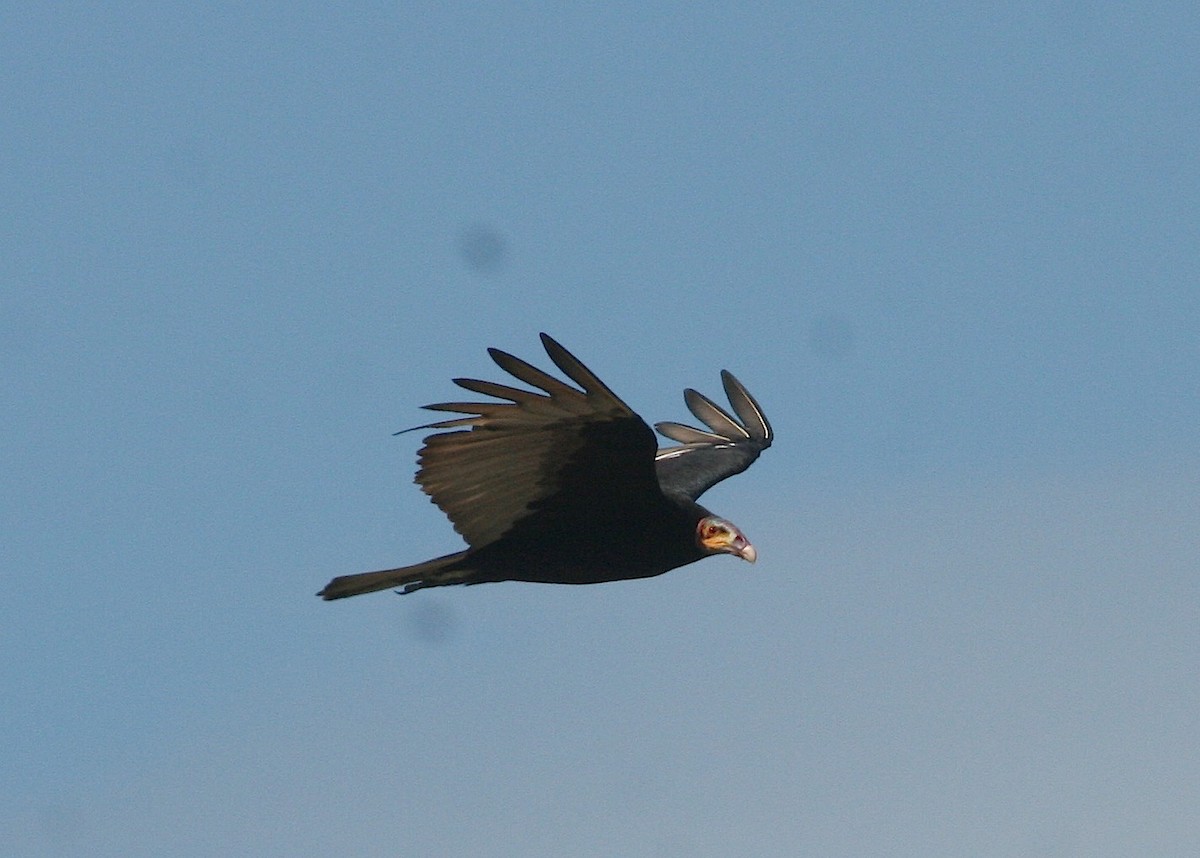 Lesser Yellow-headed Vulture - David Stejskal